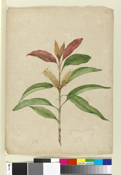 Xylomelum pyriforme by John William Lewin